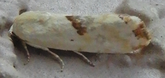 Ponometia libedis