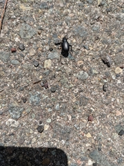 Tenebrionidae