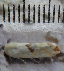 Ponometia libedis