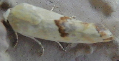 Ponometia libedis