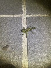 Trachyzulpha formosana