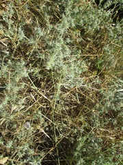 Eryngium aristulatum