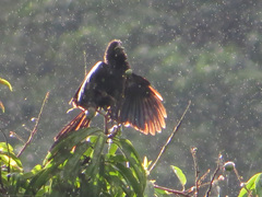 Crotophaga ani