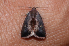 Micrathetis canifimbria