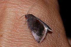 Micrathetis canifimbria