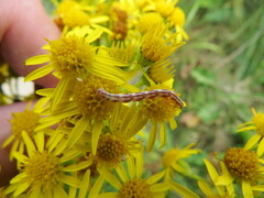 Eupithecia centaureata