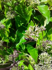 Dolichovespula arctica