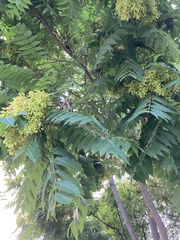 Ailanthus