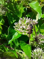 Dolichovespula arctica