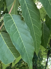 Ailanthus