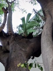 Clowesia russelliana