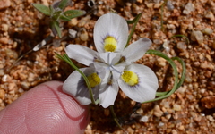 Moraea falcifolia