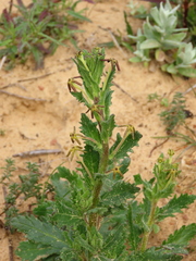 Lyperia tristis