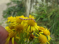 Eupithecia centaureata