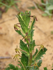 Lyperia tristis