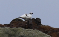 Lagopus muta islandorum