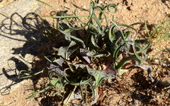 Colchicum circinatum