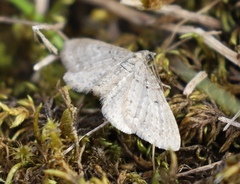 Eupithecia satyrata
