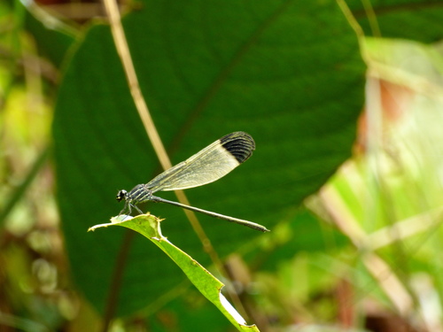 Polythore derivata