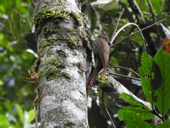 Xiphorhynchus triangularis