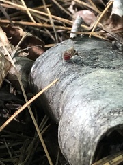 Coquillettidia perturbans