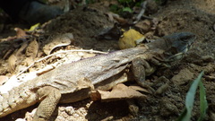 Balsas Armed Lizard photo 2