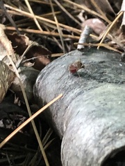 Coquillettidia perturbans