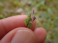 Onobrychis oxyodonta
