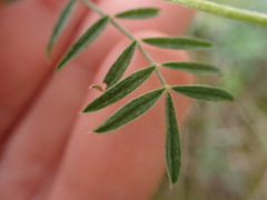 Onobrychis oxyodonta