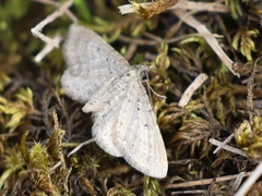 Eupithecia satyrata
