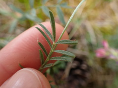 Onobrychis oxyodonta