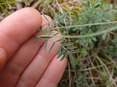 Onobrychis oxyodonta