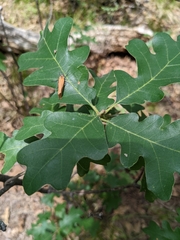 Quercus gambelii