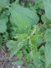Urtica dioica