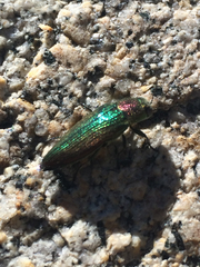 Buprestis connexa