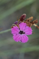 Microbotryum dianthorum