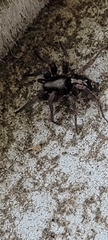 Herpyllus ecclesiasticus