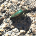 Buprestis connexa - Photo (c) Rebecca Johnson, some rights reserved (CC BY-NC), uploaded by Rebecca Johnson