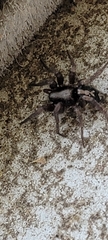 Herpyllus ecclesiasticus