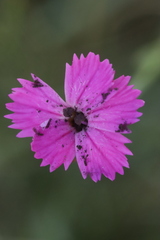 Microbotryum dianthorum