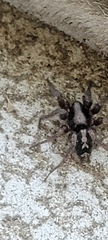 Herpyllus ecclesiasticus