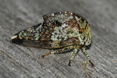 Telamona stephani
