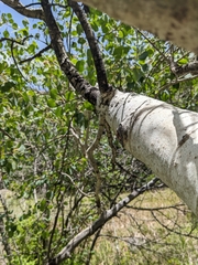 Populus tremuloides