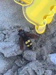 Megascolia maculata flavifrons