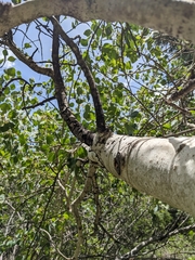 Populus tremuloides