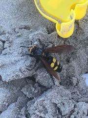 Megascolia maculata flavifrons