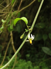 Solanum brevifolium