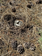 Sciurus aberti