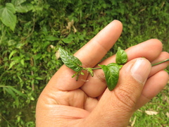 Solanum brevifolium
