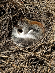 Sciurus aberti
